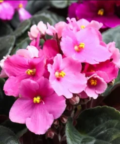 Pink African Violet Live Plant - Blooming Houseplant, 3-5 Inch Tall, 4 Inch Pot - Image 5