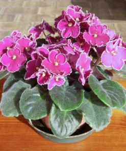 Pink African Violet Live Plant - Blooming Houseplant, 3-5 Inch Tall, 4 Inch Pot - Image 6