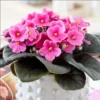 Pink African Violet Live Plant - Blooming Houseplant, 3-5 Inch Tall, 4 Inch Pot - Image 1