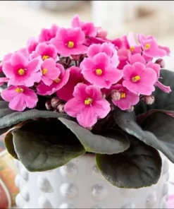 Pink African Violet Live Plant - Blooming Houseplant, 3-5 Inch Tall, 4 Inch Pot - Image 1