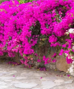 Pink Bougainvillea Live Starter Plant – Outdoor Flowering Bush, 4 Inch Pot - Image 10