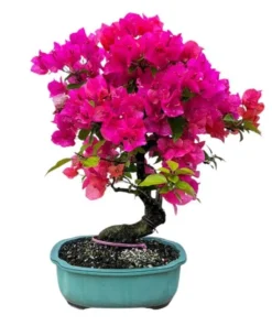 Pink Bougainvillea Live Starter Plant – Outdoor Flowering Bush, 4 Inch Pot - Image 2