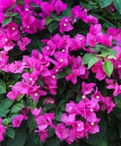 Pink Bougainvillea Live Starter Plant – Outdoor Flowering Bush, 4 Inch Pot - Image 3
