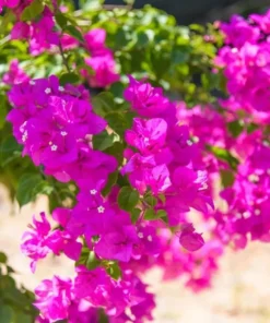 Pink Bougainvillea Live Starter Plant – Outdoor Flowering Bush, 4 Inch Pot - Image 4