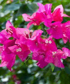 Pink Bougainvillea Live Starter Plant – Outdoor Flowering Bush, 4 Inch Pot - Image 5