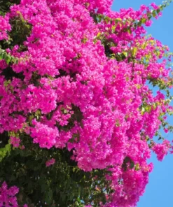 Pink Bougainvillea Live Starter Plant – Outdoor Flowering Bush, 4 Inch Pot - Image 6