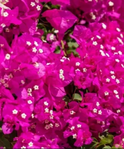 Pink Bougainvillea Live Starter Plant – Outdoor Flowering Bush, 4 Inch Pot - Image 7
