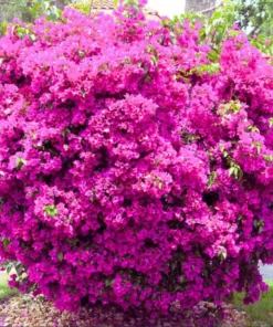 Pink Bougainvillea Live Starter Plant – Outdoor Flowering Bush, 4 Inch Pot - Image 8