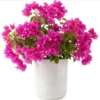 Pink Bougainvillea Live Starter Plant – Outdoor Flowering Bush, 4 Inch Pot - Image 1