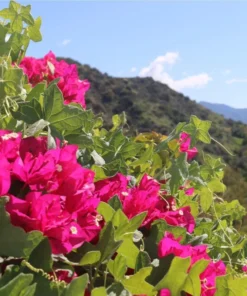 Pink Bougainvillea Live Starter Plant – Outdoor Flowering Bush, 4 Inch Pot - Image 9