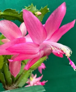 Pink Christmas & Thanksgiving Cactus Live Plant – 2 Pots, 4-6