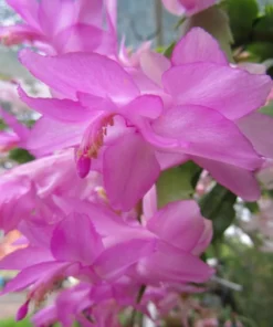 Pink Christmas & Thanksgiving Cactus Live Plant – 2 Pots, 4-6