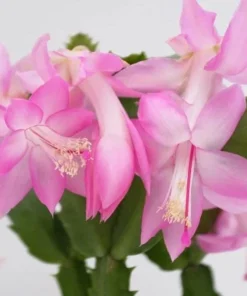 Pink Christmas & Thanksgiving Cactus Live Plant – 2 Pots, 4-6
