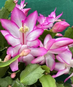 Pink Christmas & Thanksgiving Cactus Live Plant – 2 Pots, 4-6