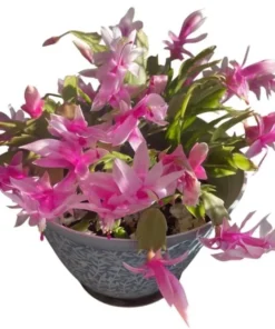 Pink Christmas & Thanksgiving Cactus Live Plant – 2 Pots, 4-6