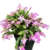 Pink Christmas & Thanksgiving Cactus Live Plant – 2 Pots, 4-6" Tall – Holiday Bloomers - Image 1