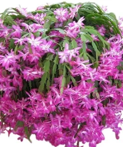 Pink Christmas & Thanksgiving Cactus Live Plant – Schlumbergera Flower – 4-6" Tall - Image 1