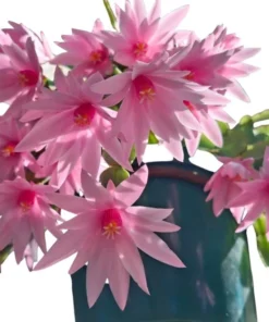 Pink Easter Cactus Live Plant - Rhipsalidopsis Gaertneri - 5-7 Inch Tall - Indoor Holiday Bloom - Image 2