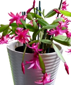 Pink Easter Cactus Live Plant - Rhipsalidopsis Gaertneri - 5-7 Inch Tall - Indoor Holiday Bloom - Image 5