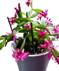 Pink Easter Cactus Live Plant - Rhipsalidopsis Gaertneri - 5-7 Inch Tall - Indoor Holiday Bloom - Image 6