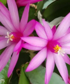 Pink Easter Cactus Live Plant - Rhipsalidopsis Gaertneri - 5-7 Inch Tall - Indoor Holiday Bloom - Image 7