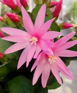 Pink Easter Cactus Live Plant - Rhipsalidopsis Gaertneri - 5-7 Inch Tall - Indoor Holiday Bloom - Image 9