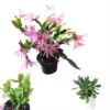 Pink Easter Cactus Live Plant - Rhipsalidopsis Gaertneri - 5-7 Inch Tall - Indoor Holiday Bloom - Image 1