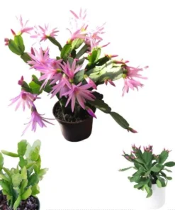 Pink Easter Cactus Live Plant - Rhipsalidopsis Gaertneri - 5-7 Inch Tall - Indoor Holiday Bloom - Image 1