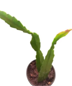 Pink Epiphyllum Orchid Cactus Live Plant, Set of 2, 4