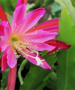 Pink Epiphyllum Orchid Cactus Live Plant, Set of 2, 4" Pot, 6-8" Tall - Image 2