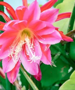 Pink Epiphyllum Orchid Cactus Live Plant, Set of 2, 4