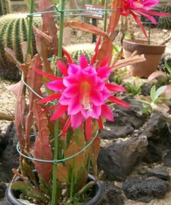 Pink Epiphyllum Orchid Cactus Live Plant, Set of 2, 4