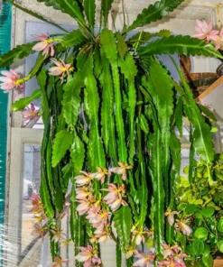 Pink Epiphyllum Orchid Cactus Live Plant, Set of 2, 4