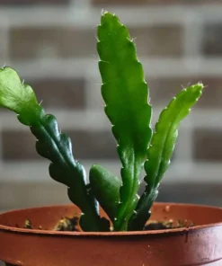 Pink Epiphyllum Orchid Cactus Live Plant, Set of 2, 4