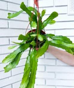 Pink Epiphyllum Orchid Cactus Live Plant, Set of 2, 4