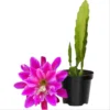 Pink Epiphyllum Orchid Cactus Live Plant, Set of 2, 4" Pot, 6-8" Tall - Image 1