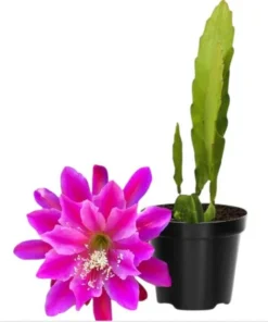 Pink Epiphyllum Orchid Cactus Live Plant, Set of 2, 4" Pot, 6-8" Tall - Image 1