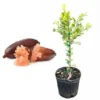 Pink Finger Lime Grafted Tree Live Plant, 1-2 ft Tall, 3 Gallon Pot, Citrus - Image 1