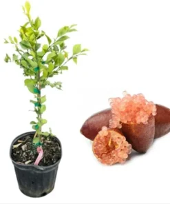 Pink Finger Lime Live Plant – Grafted Citrus Tree, 2 Gallon Pot - Image 5