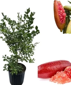 Pink Finger Lime Live Plant, Grafted Citrus Tree, 2-3 ft Tall in 3 Gallon Pot - Image 7