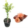 Pink Finger Lime Live Plant – Grafted Citrus Tree, 2 Gallon Pot, Outdoor - Image 1