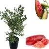 Pink Finger Lime Live Plant, Grafted Citrus Tree, 2-3 ft Tall in 3 Gallon Pot - Image 1