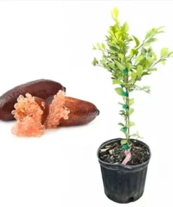 Pink Finger Lime Tree Live Plant, 1-2 ft Tall, 3 Gallon Pot, Citrus Fruit - Image 5