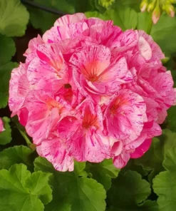 Pink Glitter Geranium Live Plant Set, Bicolor Flower, 2 Starter Plants 5-8
