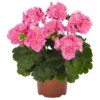 Pink Glitter Geranium Live Plant Set, Bicolor Flower, 2 Starter Plants 5-8" Tall - Image 1