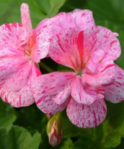 Pink Glitter Geraniums Live Plant - Fragrant Bicolor Flowers - 5-8" Tall - Image 2