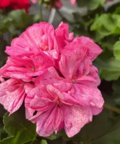 Pink Glitter Geraniums Live Plant - Fragrant Bicolor Flowers - 5-8
