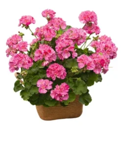 Pink Glitter Geraniums Live Plant - Fragrant Bicolor Flowers - 5-8" Tall - Image 1