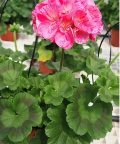 Pink Glitter Geraniums Live Plant - Fragrant Bicolor Flowers - 5-8