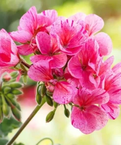 Pink Glitter Geraniums Live Plant - Fragrant Bicolor Flowers - 5-8